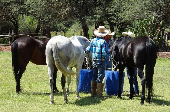 La imagen puede contener: caballo, cielo, árbol, exterior y naturaleza