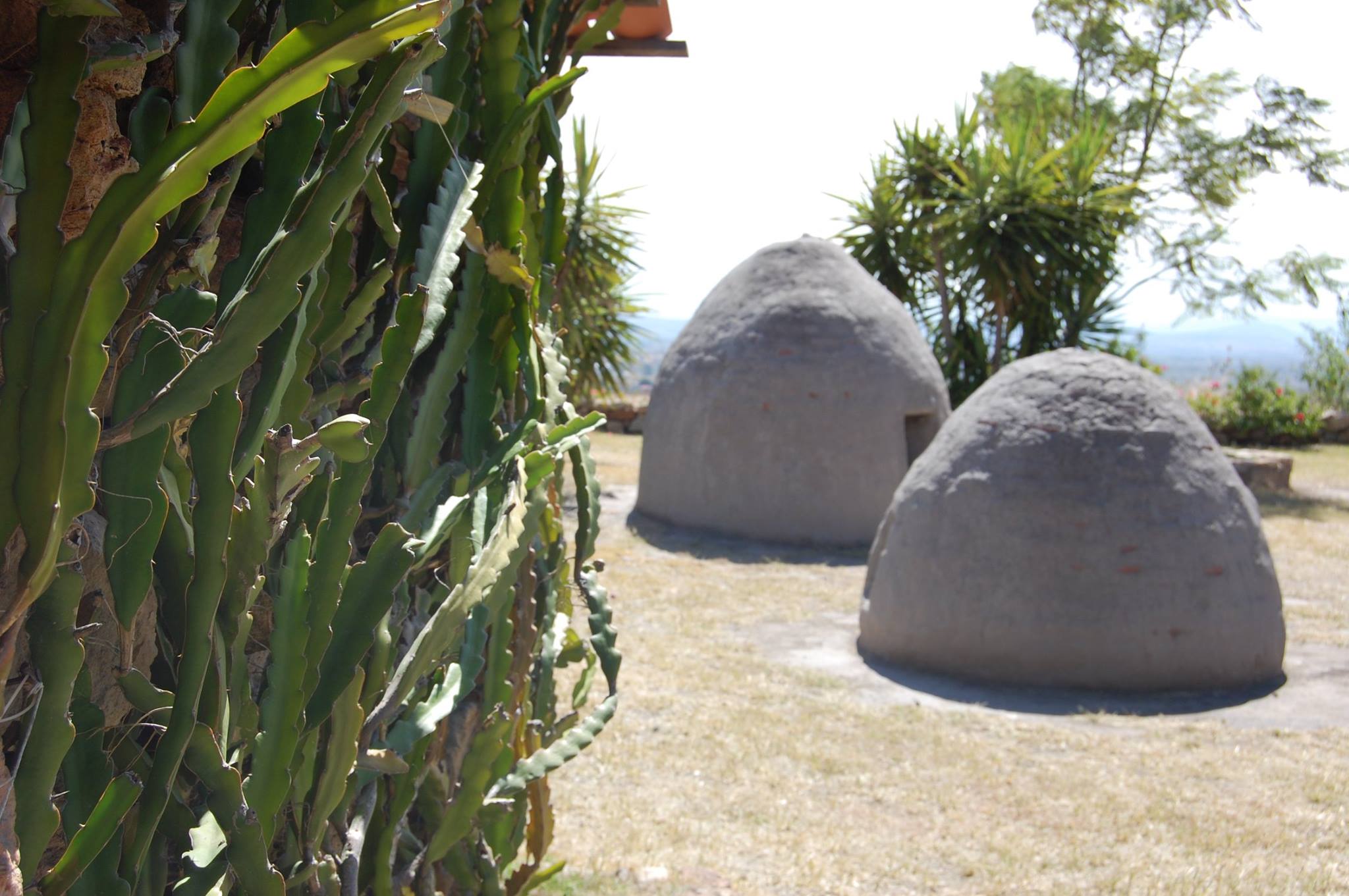 La imagen puede contener: planta y exterior