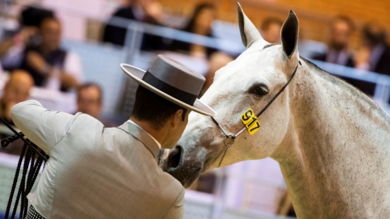 Resultado de imagen para programa ifeca equisur jerez 2020