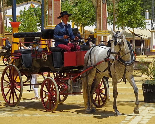 horse carriage decorated
