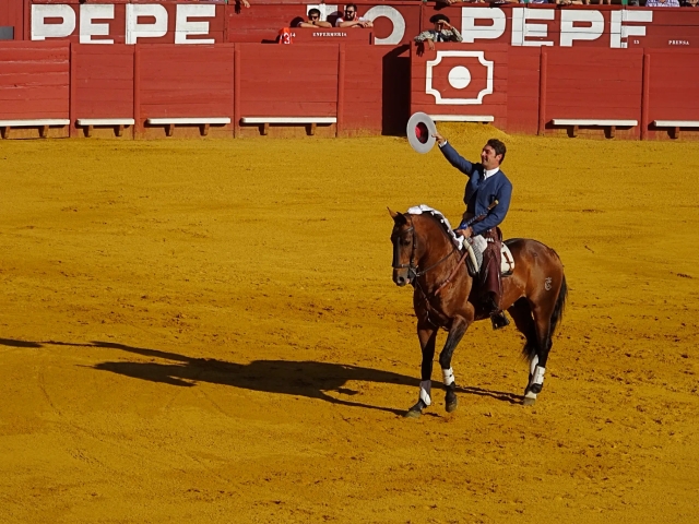 Horse in toro arena